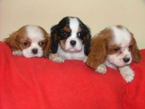 Catelusi Cavalier King Charles Spaniel foarte frumosii de vanzare
