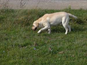 labrador mascul pentru monta