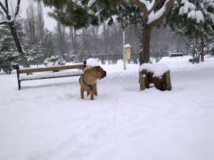 caut femela sharpei
