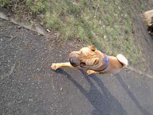 caut femela sharpei