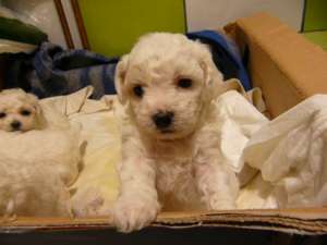 VAND BICHON BOLOGNESE