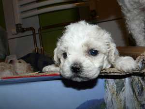VAND BICHON BOLOGNESE