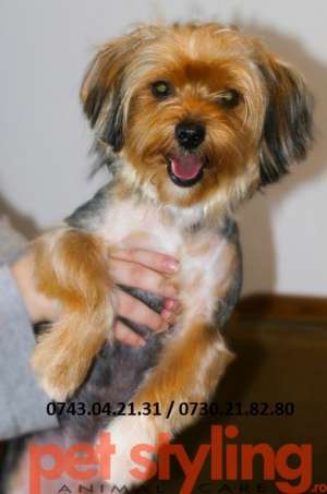 frizer canin la domiciliu *****