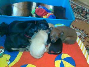 pinscher toy