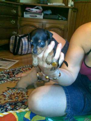 pinscher toy