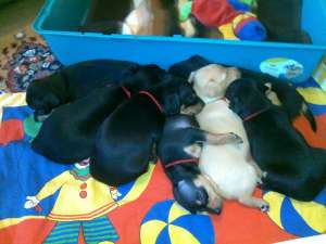 pinscher toy