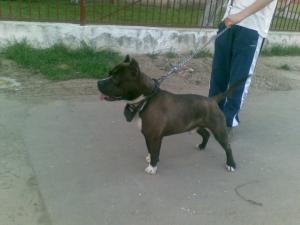 ofer mascul amstaff spre imperechere