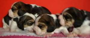 pui beagle cu pedigree A