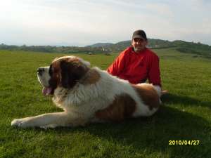 Saint Bernard Mascul