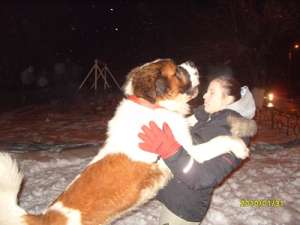 Saint Bernard Mascul