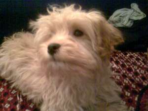 vant cane BOLOGNES