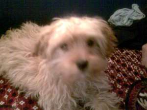 vant cane BOLOGNES