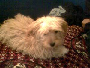 vant cane BOLOGNES