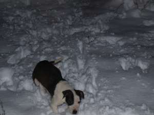 vand urgent pui amstaff