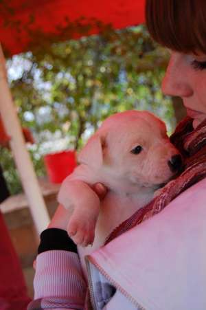 vand urgent pui amstaff