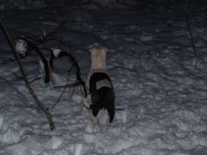 vand urgent pui amstaff