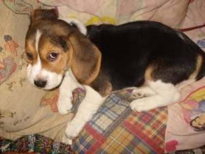 Vand pui Beagle