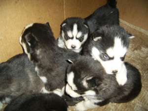 vand pui husky
