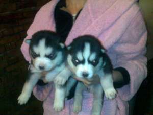 vand pui husky