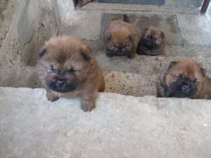 vand 2 cateluse rasa chow-chow