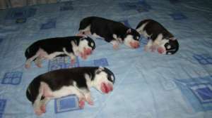 husky de vanzare