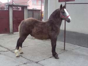 Vand Armasar