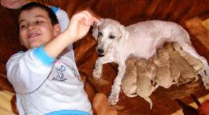 vand catei canis pitic aurii