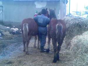 vand manzii