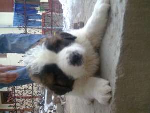 PUII SAINT BERNARD DE VANZARE
