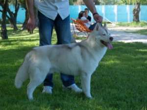 mascul Husky pt monta