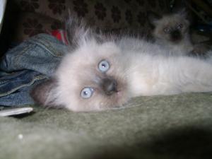 vand pisicute birmaneze superbe