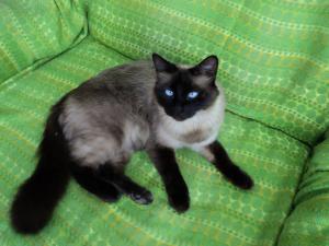 vand pisicute birmaneze superbe