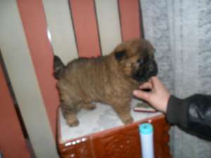 vind chow chow