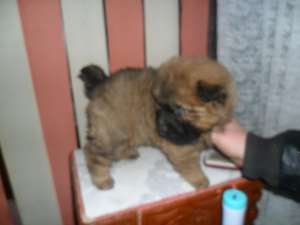 vind chow chow