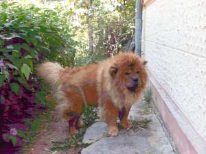 vind chow chow