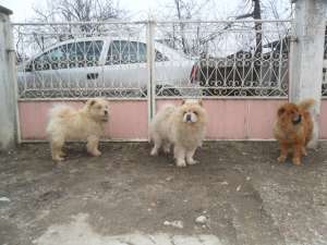 vind chow chow maturi