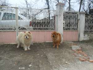 vind chow chow maturi