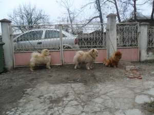 vind chow chow maturi