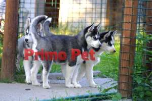 Husky Siberian de Vanzare