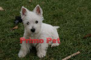 Westie de Vanzare