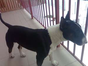 MASCULL BULLTERRIER