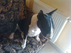MASCULL BULLTERRIER