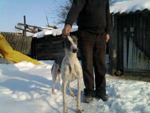 greyhound