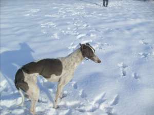 greyhound