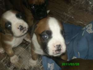 Vand 4 pui superbi boxer german