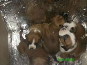 Vand 4 pui superbi boxer german