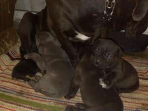 Cane corso de vanzare
