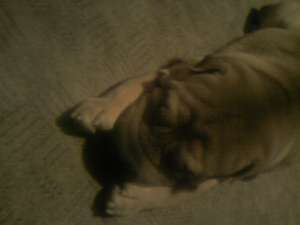 Shar Pei