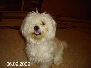 Bichon mascul pt imperechere