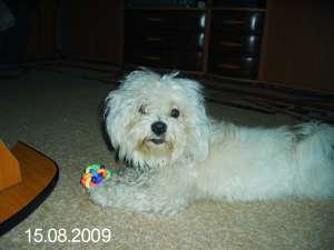 Bichon mascul pt imperechere